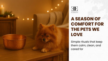 Holiday Moments With Pets: Comfort, Clean Water, and Winter Care