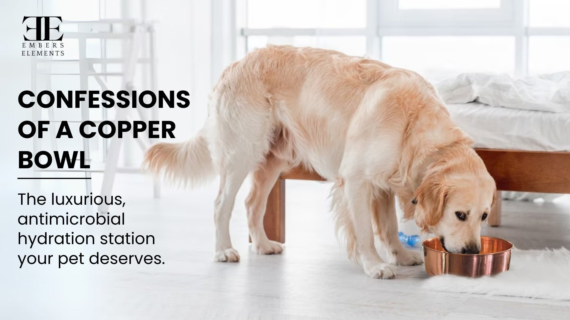 Confessions of a Copper Bowl: Tales from the Pet Hydration Station