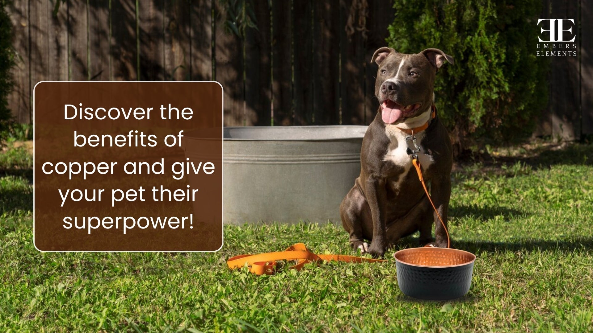 Discover the benefits of copper pet bowls - give your pet their superpower with antibacterial hydration by Embers Elements