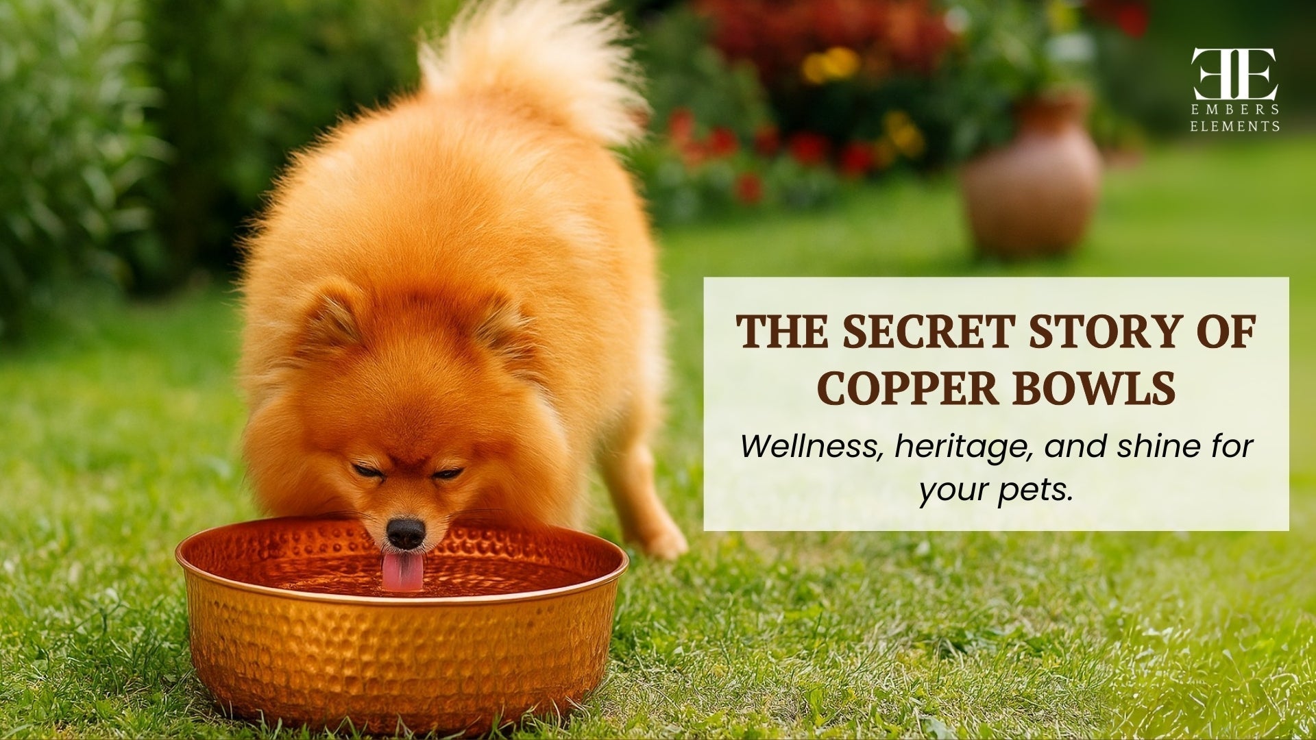 The secret story of copper pet bowls - wellness, heritage, and shine for your pets by Embers Elements