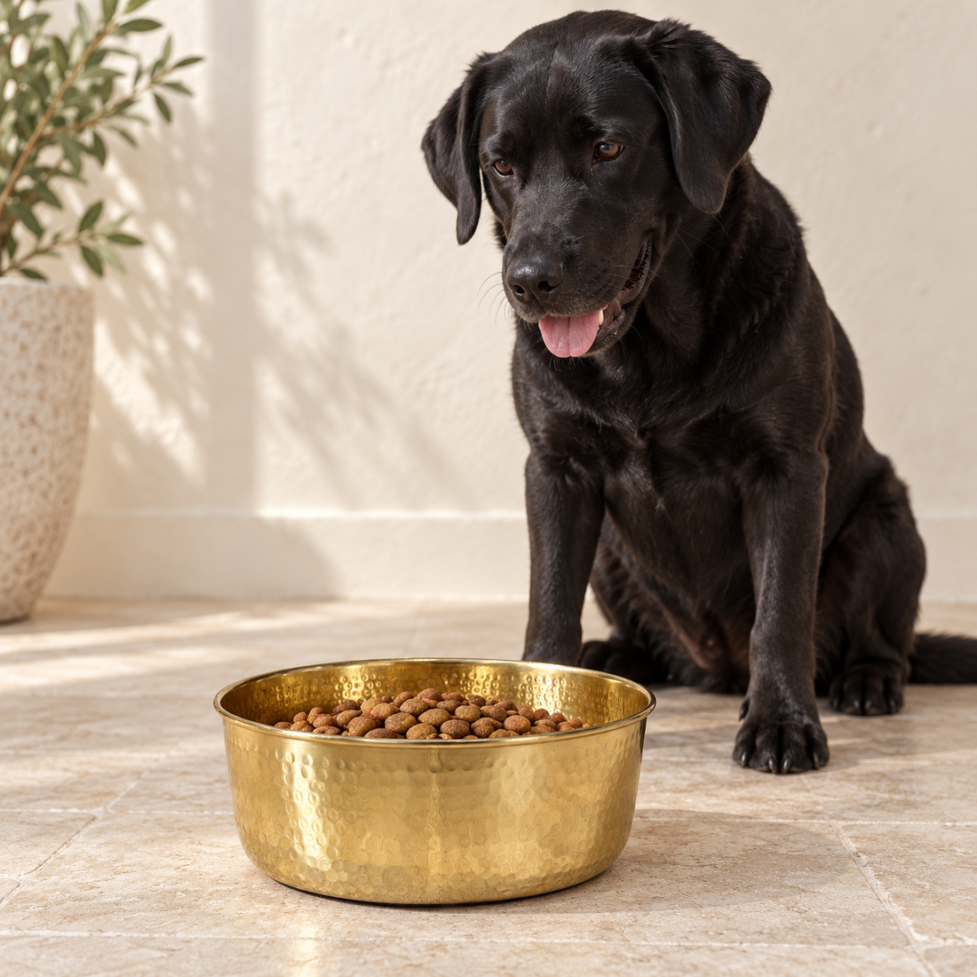 AURORA hand-hammered brass pet food bowl filled with kibble, moody studio setting with a brass vase