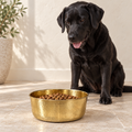 Black Labrador sitting behind the AURORA hand-hammered brass pet food bowl filled with kibble, on a tile floor