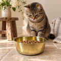 Tabby cat sitting beside the AURORA hand-hammered brass pet food bowl filled with kibble, near a wooden stool