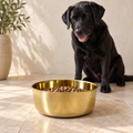 Tabby cat sitting beside the DUNE smooth-finish brass pet food bowl filled with kibble, near a wooden stool