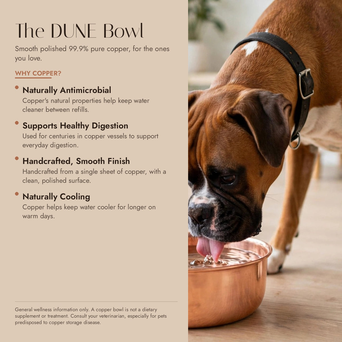 DUNE copper dog water bowl benefits infographic — Boxer drinking from a smooth polished 99.9% pure copper bowl; naturally antimicrobial, supports digestion and naturally cooling