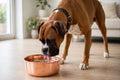 Boxer drinking water from a DUNE smooth polished 99.9% pure copper dog water bowl, part of the Embers Elements copper bowl and Perfect Polish combo