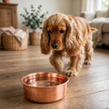 Cocker Spaniel walking up to a DUNE smooth polished 99.9% pure copper dog water bowl by Embers Elements