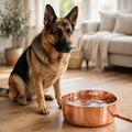 German Shepherd sitting beside a DUNE smooth polished 99.9% pure copper dog water bowl by Embers Elements