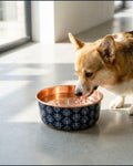 Small dog drinking from a DAMASK copper pet bowl near a bright window