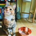 Tabby cat sitting beside a hammered copper pet water bowl on a wood floor - Embers Elements