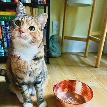 Tabby cat sitting beside a hammered copper pet water bowl on a wood floor - Embers Elements
