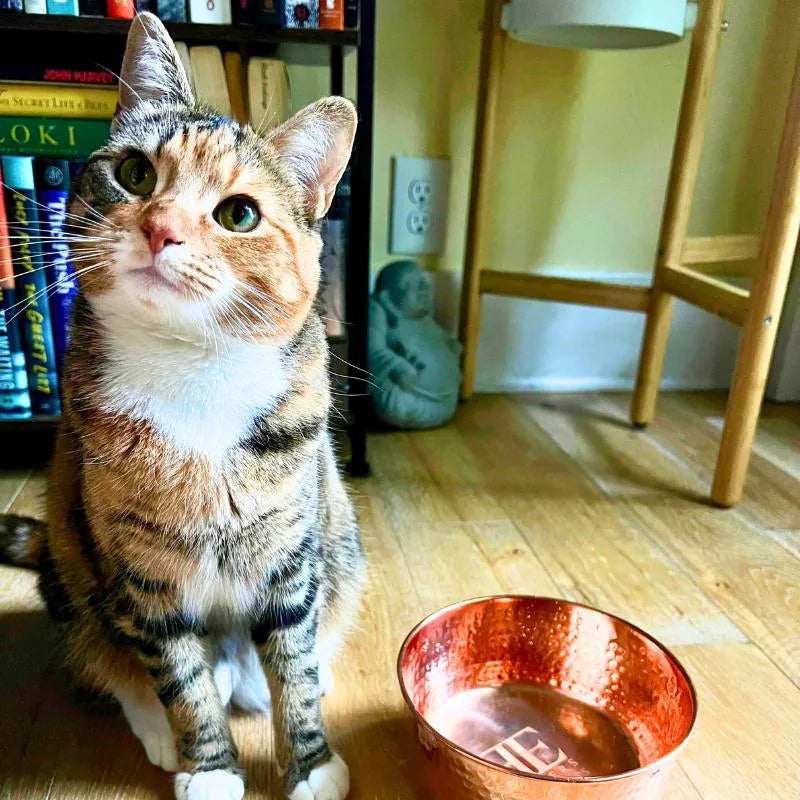 Calico cat next to AURORA hand-hammered copper pet water bowl