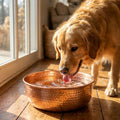 Golden Retriever drinking from AURORA hand-hammered copper pet bowl