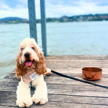 Dog beside AURORA hand-hammered copper pet bowl on a dock