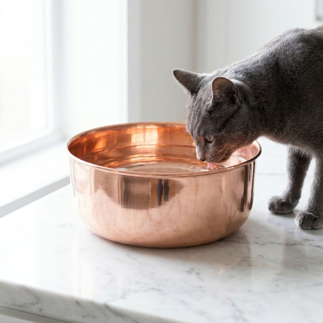 DUNE polished smooth copper pet water bowl, no hammering, for dogs and cats