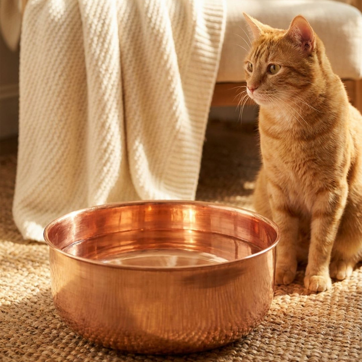Orange tabby cat beside DUNE polished copper pet water bowl