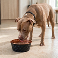 Pit Bull drinking water from an ONYX black honeycomb-hammered 99.9% pure copper dog water bowl on a tile floor, by Embers Elements