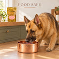 Perfect Polish food-safe copper bowl cleaner: German Shepherd drinking from a polished copper dog bowl