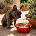 French Bulldog sitting beside a RUBY red honeycomb-hammered 99.9% pure copper dog water bowl by terracotta planters, by Embers Elements