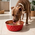 Pit Bull drinking water from a RUBY red honeycomb-hammered 99.9% pure copper dog water bowl on a tile floor, by Embers Elements
