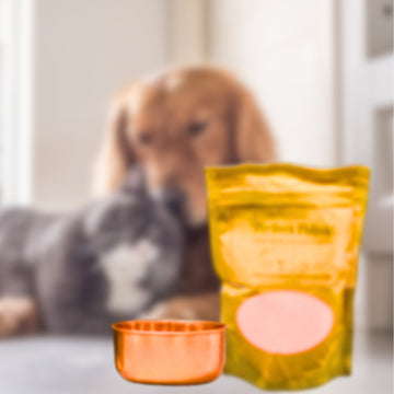 Two dogs with perfect polish and embers elements copper pet bowl on a table.